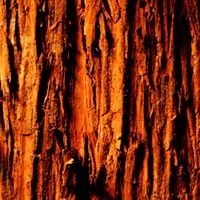 cedarwood.jpg