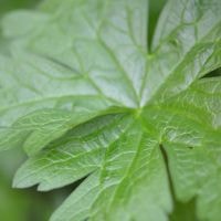 geranium2.jpg