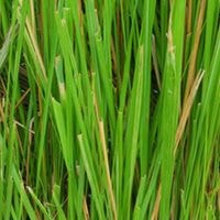 haitian_vetiver.jpg