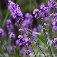 lavender.jpg