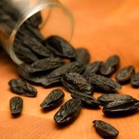 tonka_beans.jpg